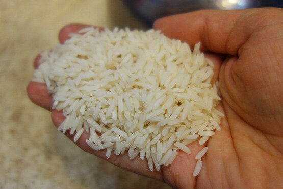 برنج هاشمی جایگزین صدری در برخی از شالیزارهای آستانه   