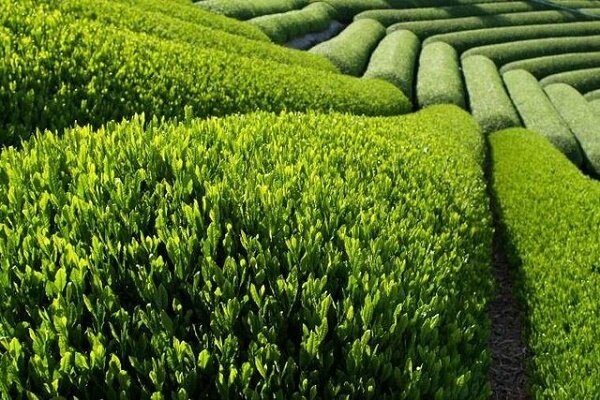 ۶۰۰۰ هکتار باغ چای رها شده کشور چشم به راه آبادانی