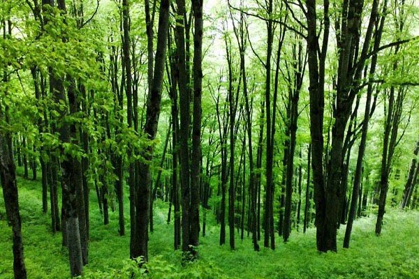 پایش جنگل های گیلان با ۲۰۰ تیم حفاظتی/ تحقق ۳۳۰۰ هکتاری زراعت چوب