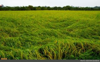 بارش باران هزینه برداشت برنج در شالیزارهای رشت را افزایش می دهد