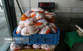 آغاز توزیع ۲۰۰ تن مرغ منجمد در گیلان از امروز