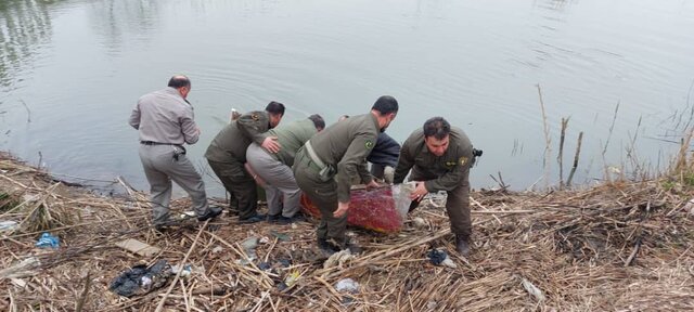 آمار قابل توجه دامهای صید ماهی در رودخانه های شرق گیلان