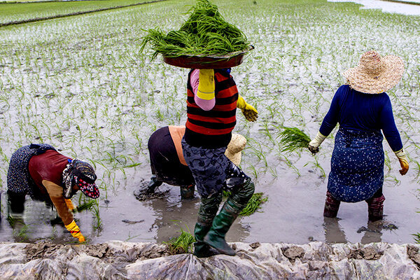 انجام کشت قراردادی برنج در هزار هکتار از شالیزارهای رضوانشهر 