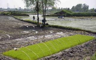 روند توزیع کود در لنگرود؛ از حمایت کارگزاران تا دسترسی کشاورزان به نهاده‌ها