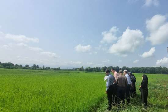 وضعیت شالیزارهای رشت ارزیابی می‌شود