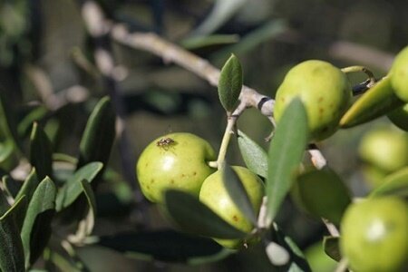 مبارزه با آفت مگس زیتون در حدود ۸ هزار هکتار از باغات رودبار