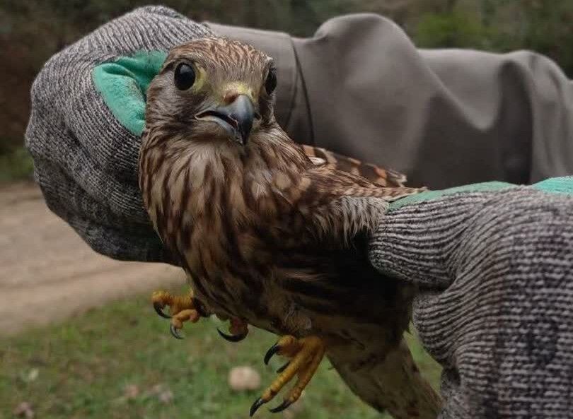  بهله پرنده شکاری پس از تیمار به طبیعت گیلان برگشتند