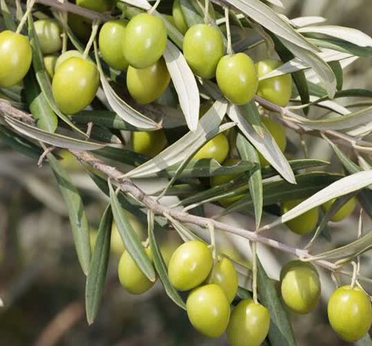 توزیع بیش از 749 تن کود برای محصول اصلی و شاخص شهرستان رودبار