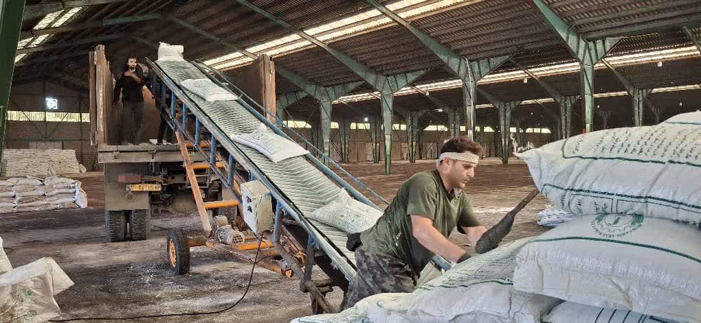 توزیع ۱۰۸۰ تن کود به کشاورزان در تیرماه سال جاری؛ ۵۴۰۳ حواله برای کشاورزان گیلان صادر شد