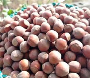 اجرای برنامه جامع کوددهی در باغات فندق گیلان با توزیع بیش ۷۵۸ تن