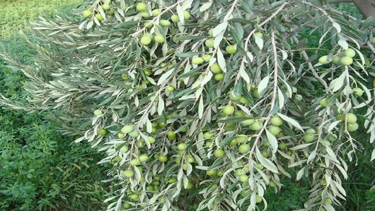 حمایت از زیتون‌کاران گیلان با توزیع کود یارانه ای ، وعده حمایت همه جانبه در سال زراعی جدید