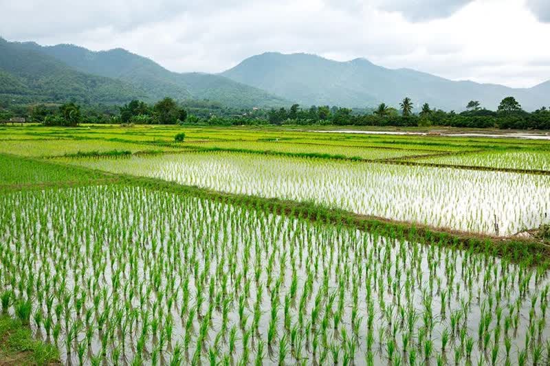 بیش از ۲۶۷۲۵ تن کود در نیمه ی اول سال جاری در مزارع شلتوک محلی استان گیلان توزیع شد