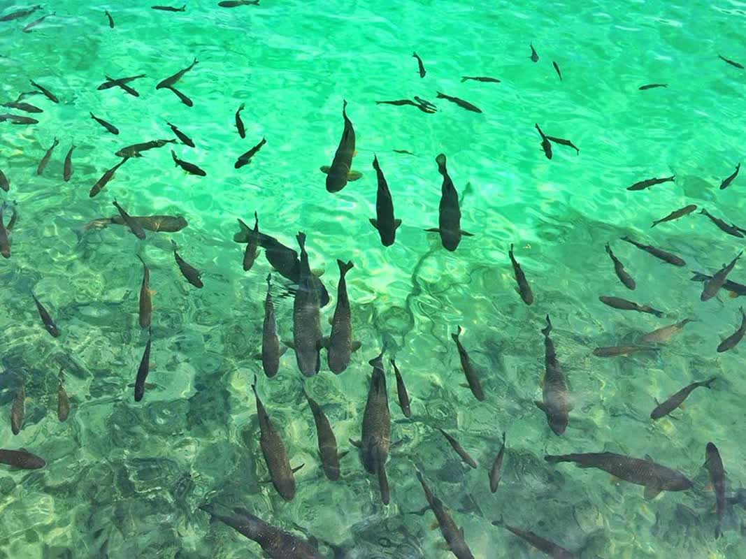 از یکی ازکاربرد‌های کود شیمیایی به عنوان رشد جمعیت گیاهان ریزآبی در استخرهای ماهی