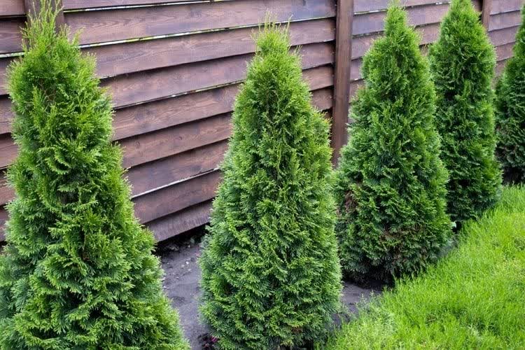 320 تن کود برای بهبود عملکرد درختان در باغات گیلان طی سال زراعی 1403-1404 توزیع شد