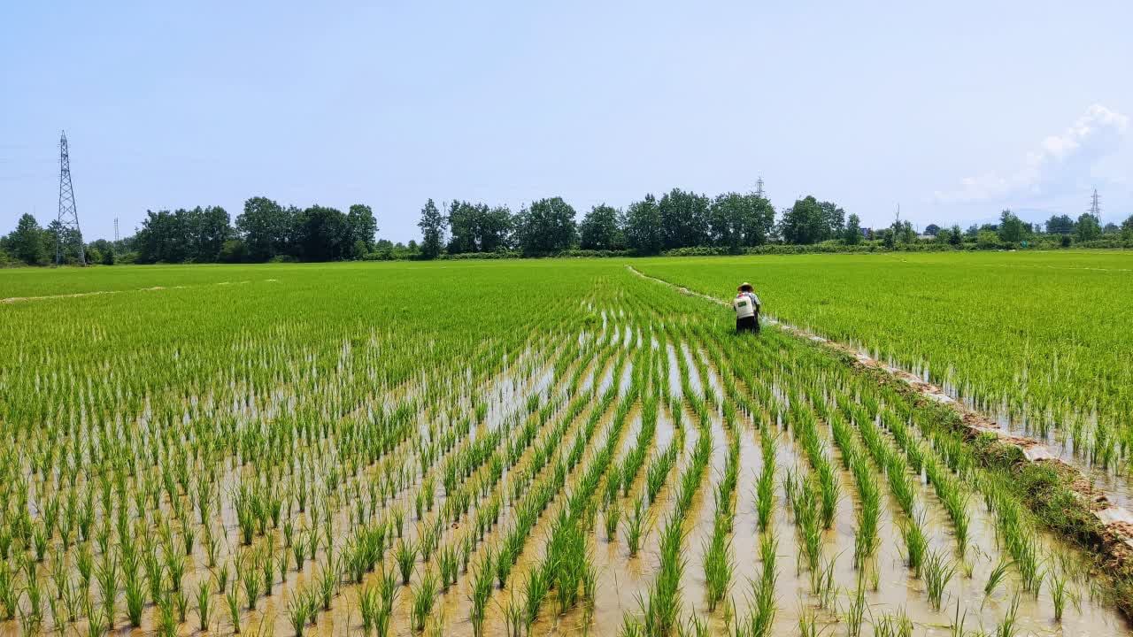 استان گیلان قطب تولید برنج مرغوب در کشور 