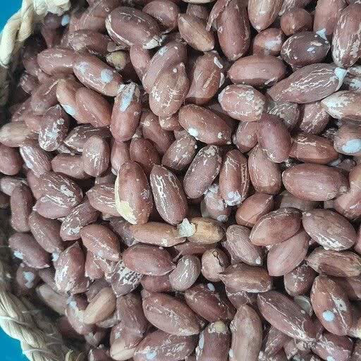 توزیع 239 تن کود یارانه ای دولتی در باغات بادام زمینی استان گیلان 