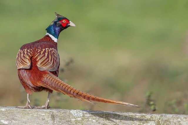 انجام سرشماری پاییزه قرقاول خزری در زیستگاه‌های صومعه‌سرا