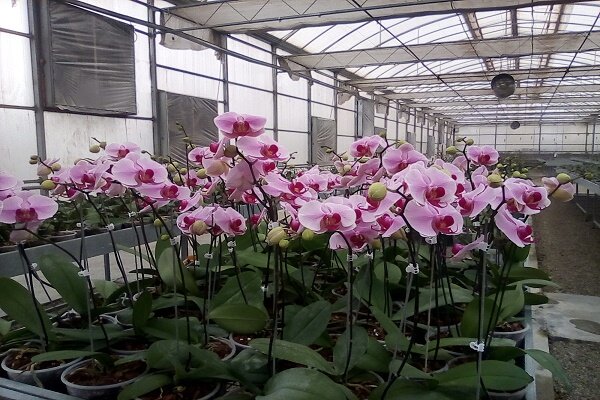 پیش بینی تولید ۱۶ میلیون شاخه ارکیده در گیلان