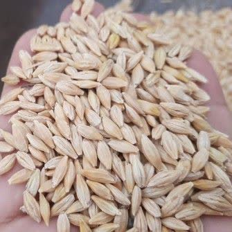 به گزارش روابط عمومی شرکت خدمات حمایتی کشاورزی استان گیلان،  حسن همتی، مدیر این شرکت از توزیع بیش از ۱۱۸ تن کود شیمیایی ویژه باغات جو در سطح استان طی سال ۱۴۰۴ خبر داد.