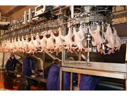 افزایش مصرف گوشت سفید