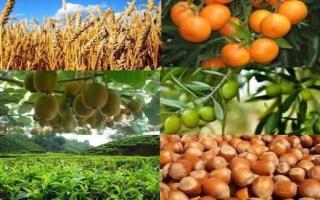 کود رسانی به کشاورزان گیلان در بهمن ۱۴۰۴؛ محصولات با کیفیت، برداشت بیشتر 