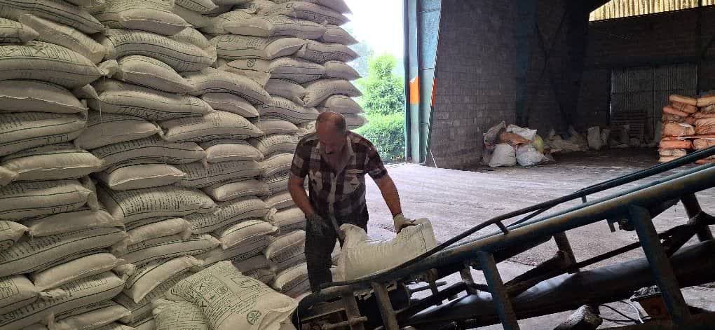 توزیع بیش از 32هزار و 587 تن کود کشاورزی ازت،فسفات،پتاس جهت محصولات زراعی و باغی از سهمیه مصوب شرکت خدمات حمایتی کشاورزی استان گیلان بین کارگزاران در سطح این استان توزیع شد