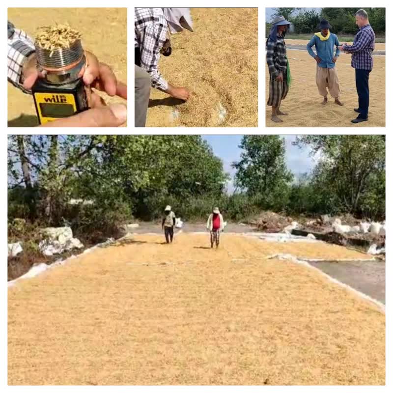 ۷۰ درصد عملیات استانداردسازی رطوبت بذرها ی برداشت شده در گیلان انجام شد