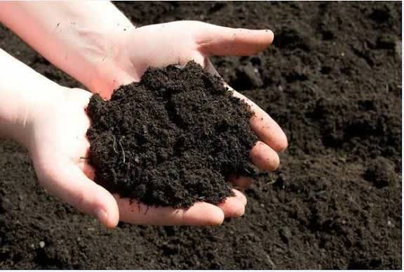 حمایت از کشاورزان گیلان با کودهای تخصصی؛ ازت، فسفات و پتاس در خدمت زمین‌های شفت